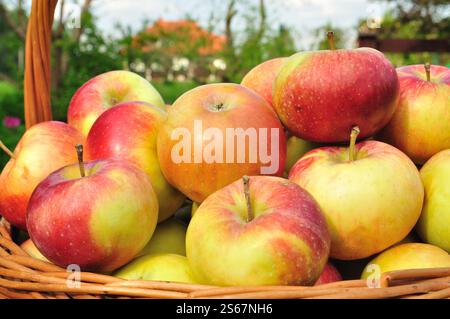 Ein Haufen frischer Äpfel Stockfoto