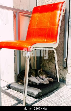 Katze schläft auf der Straße in istanbul. Das Problem der streunenden Tiere in der türkei Stockfoto
