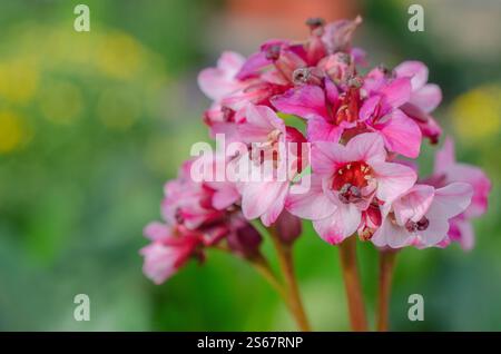 Bergenia crassifolia, gebräuchlicher Name Elefantenohren, Großbritannien. Von Winter bis Frühling werden purpurrosa Blüten auf verzweigten Stämmen getragen. Stockfoto