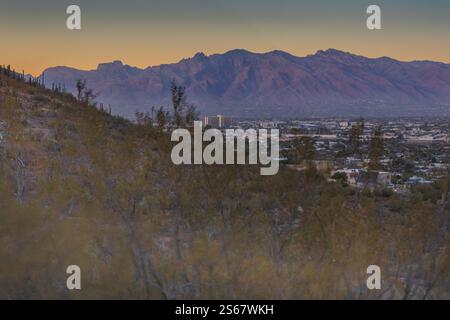 Dieses Foto fängt die raue Schönheit von Tucson, Arizona, mit seiner dramatischen Berglandschaft am Horizont ein. Saguaro-Kakteen Stockfoto