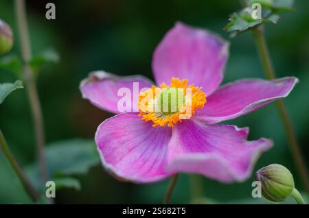 Anemone x hybrida „Robustissima“ - eine japanische Anemone mit zarten rosa, schalenförmigen Einzelblüten, Südostengland, Großbritannien. Stockfoto