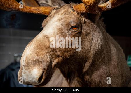 Taxidermy Elch Head - Norwegen Stockfoto