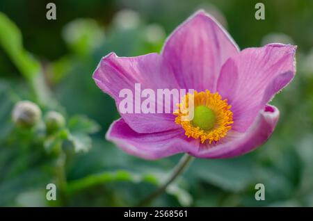 Anemone x hybrida 'Robustissima' - Japanische Anemone mit zarten rosa, schalenförmigen Einzelblüten, UK. Stockfoto