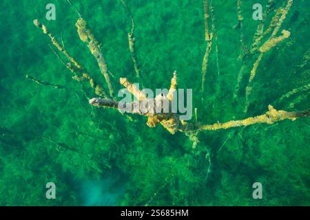 Versunkene Äste, mit Algen bewachsen, schaffen eine bizarre Unterwasserlandschaft im kristallklaren Wasser des Rummu-Steinbruchs in Estland. Perfekt für Profis Stockfoto