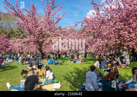 Menschen, die ein Picknick unter rosa Kirschbäumen in voller Blüte machen, feiern das Hanami-Festival im Frühling im Parc de Sceaux in der Nähe von Paris Frankreich Stockfoto