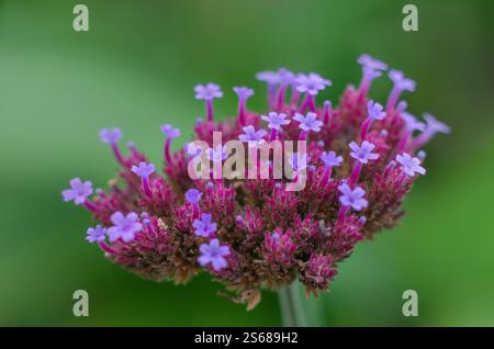 Verbena bonariensis, Purpletop, argentinischer Eisenkraut, Blume - Nahaufnahme mit den dicht gepackten Häufchen von kleinen, lila-violetten Blüten, August, Großbritannien. Stockfoto