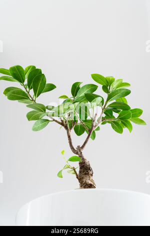 Niedrigwinkelaufnahme eines üppig grünen, vergossenen Ficus bonsai-Baumes in einem weißen Topf, der drinnen platziert wird. Zimmereinrichtung mit Pflanzen. Stockfoto