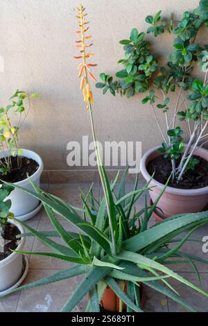 Eine saftige Aloe Vera Pflanze mit einem Triebe, die glockenförmige Blumen in einem Topf auf einem kleinen Balkongarten wachsen lässt. Moderner Stadtstil mit Balkongarten Stockfoto