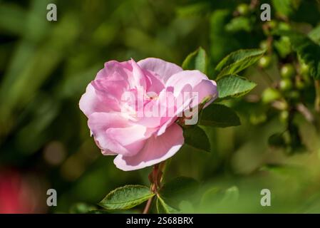 Im Garten blühen wunderschöne rosafarbene Hybrid-Teerosen Stockfoto