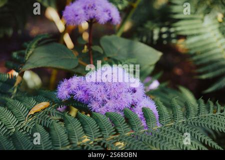 Conoclinium coelestinum Stockfoto
