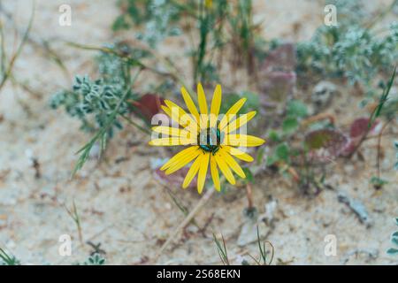 Arctotis acaulis L. Stockfoto
