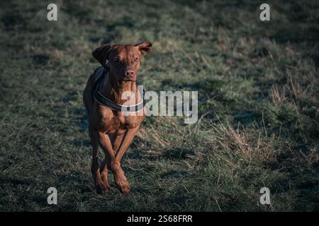ridgeback läuft in der Morgensonne. Stockfoto