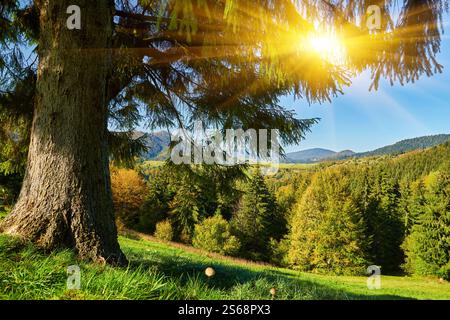Tauchen Sie ein in die bezaubernde Symphonie des Herbstes, während Sie die majestätischen Karpaten erkunden. Im Vordergrund ein leuchtend grüner Teppich aus g Stockfoto