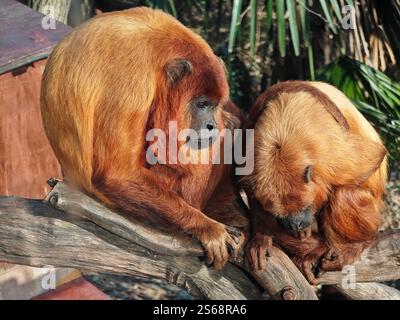 Zwei Alouatta seniculus sitzen an sonnigem Tag auf dem Zweig Stockfoto