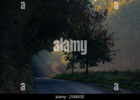 Eine Landstraße, die bei Sonnenaufgang in einen Wald führt. Es gibt einen leichten Nebel mit goldenen Sonnenstrahlen, die diagonal über die Straße strömen Stockfoto