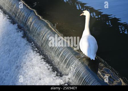 Ein männlicher Mute Swan (Cygnus olor), der auf dem River Leam Wehr im Royal Lemington Spa steht Stockfoto