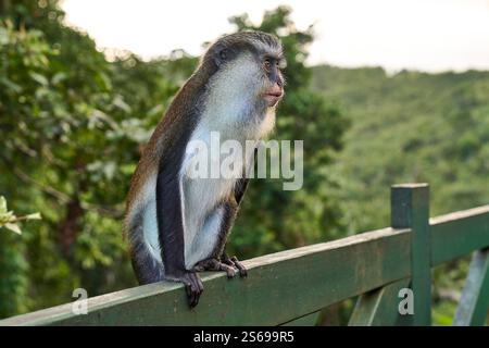 Saint George s, Grenada, Karibik - 10. Januar 2025: Ein Mona Monkey sitzt entspannt auf einem Holzgeländer im Grand Etang Nationalpark, Grenada *** ein Mona Monkey sitzt entspannt auf einem Holzgeländer im Grand Etang Nationalpark, Grenada Stockfoto