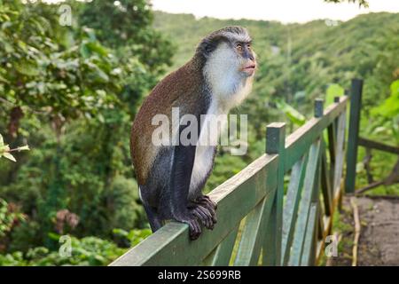 Saint George s, Grenada, Karibik - 10. Januar 2025: Ein Mona Monkey sitzt entspannt auf einem Holzgeländer im Grand Etang Nationalpark, Grenada *** ein Mona Monkey sitzt entspannt auf einem Holzgeländer im Grand Etang Nationalpark, Grenada Stockfoto