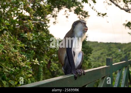 Saint George s, Grenada, Karibik - 10. Januar 2025: Ein Mona Monkey sitzt entspannt auf einem Holzgeländer im Grand Etang Nationalpark, Grenada *** ein Mona Monkey sitzt entspannt auf einem Holzgeländer im Grand Etang Nationalpark, Grenada Stockfoto