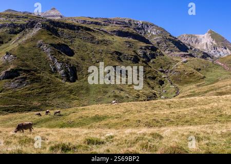 Rund um den Estaens-See im Aspe-Tal, Pyrenäen Atlantiques, Frankreich Stockfoto