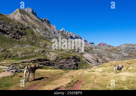Rund um den Estaens-See im Aspe-Tal, Pyrenäen Atlantiques, Frankreich Stockfoto