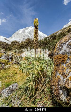 alpental mit Blumen und schönem Schnee bedeckt unter blauem Himmel in wunderschöner Berglandschaft Stockfoto