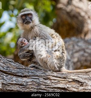Ein Vervet-Affe, der ein Baby hält (Chlorocebus pygerythrus), das auf einem Ast sitzt, Okavanga Delta, Botsuana, Afrika Stockfoto