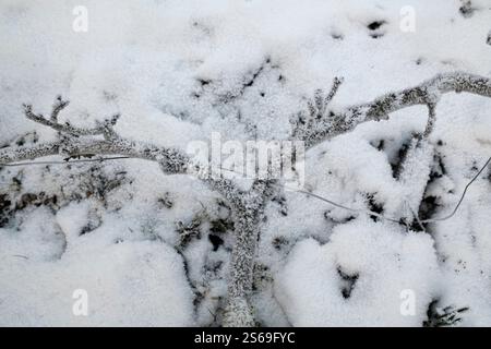 Schnee- und eisbedeckte Malus domestica – „James Grieve“ über Apfelbaum. Stockfoto