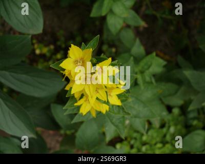 Nahaufnahme von gelb gepunkteten Lysimachia punctata L., auch bekannt als Lysimachia punctate, große gelbe Lysimachia punctate, Kreisblüte oder gepunktete L Stockfoto