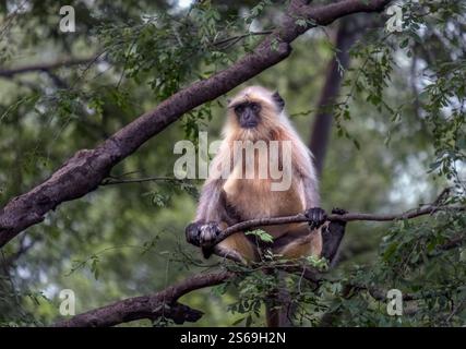 Gray (oder Hanuman) langur (Semnopithecus dussumieri) ist ein Äffchen der Alten Welt im Ranthambore-Nationalpark, Prempura, Rajasthan, Indien Stockfoto
