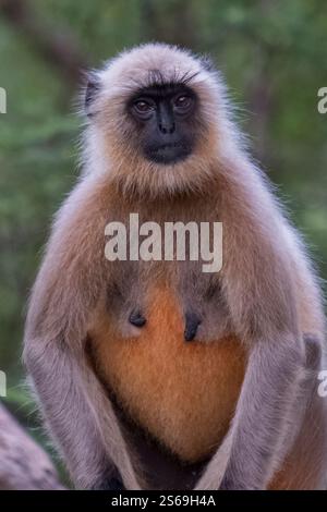 Gray (oder Hanuman) langur (Semnopithecus dussumieri) ist ein Äffchen der Alten Welt im Ranthambore-Nationalpark, Prempura, Rajasthan, Indien Stockfoto
