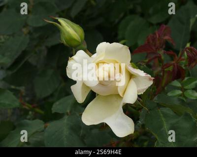 Nahaufnahme einer einzelnen weißen porzellanrose (rosa chinensis Jacq.) Blüte und Knospen zwischen Blättern Stockfoto