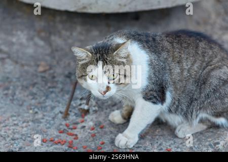 Streunende Katzen essen auf der Straße. Eine Gruppe von Obdachlosen und hungrigen Straßenkatzen, die Futter von Freiwilligen essen. Füttern Sie eine Gruppe wilder streunender Katzen, Anima Stockfoto