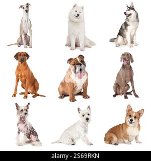 Set von gewöhnlichen Hunden verschiedener Rassen isoliert auf weißem Hintergrund Stockfoto