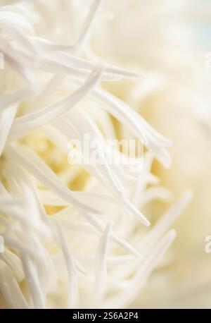Makrofoto des weißen Asters. Unschärfe und selektiver Fokus. Extreme Blumen Nahaufnahme. Vertikales Foto Stockfoto