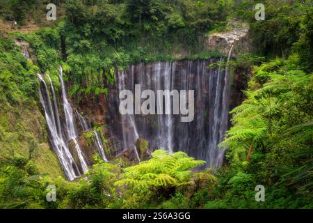 Tauchen Sie ein in die atemberaubende Schönheit der atemberaubenden Tumpak Sewu Wasserfälle, die sich anmutig durch üppiges, lebendiges Laub in dieser ruhigen und ruhigen Umgebung stürzen Stockfoto