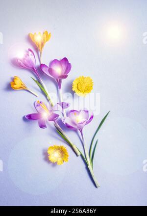 Blumenflachlage aus verschiedenen Frühlingsblüten Safran mit Lenflare-Effekt. Draufsicht und Kopierbereich Stockfoto