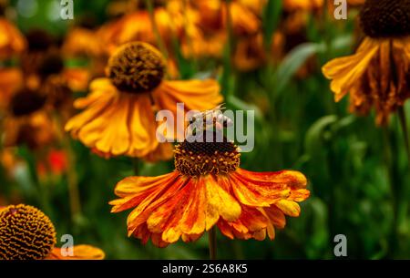 Honigbiene auf leuchtender Orange Helenium Blume in Bloom Stockfoto