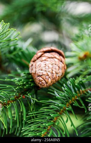 Makrobild eines Pinecones, der zwischen Nadelbaumblättern eingebettet ist Stockfoto
