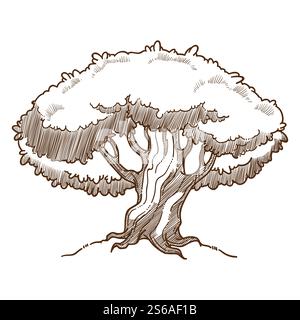 Baumpflanze oder Eiche Ökologie und Umwelt Holz isolierte Skizze Vektor Pflanzen und Pflege Wald Grün wachsen Sparen, Erde saubere Luft Stamm und Laub Äste und Blätter monochrome Zeichnung. Eichenbaumpflanzenökologie und Umwelt isolierte Skizze Stock Vektor