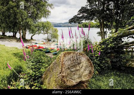 Farbenfrohe Kajaks am Rande des Lake Windermere, Cumbria, Lake District, Großbritannien an sonnigen Sommertagen umgeben von Fuchshandschuhen und Bäumen mit Stumpf im Vordergrund Stockfoto