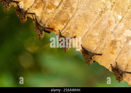 Close-up groep of Proboscis Fledermaus hängt in einer Reihe an einer Palme am Flussufer im dominischen costa rica Stockfoto
