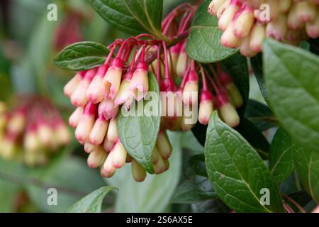 Wunderschöne Blume im Dschungel von costa rica Stockfoto
