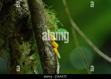 Nahaufnahme einer gelben Grubenviper in einem Baum Stockfoto