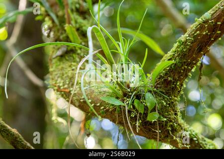 Bromeilienpflanze wächst in einem Baum im Dschungel costa rica Stockfoto