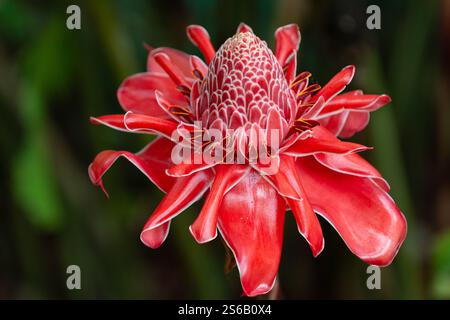 Nahaufnahme einer Ingwerfackel-Blume aus costa rica Stockfoto