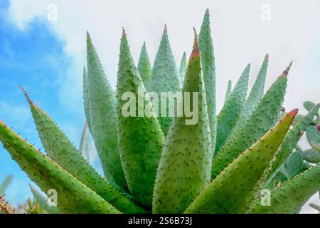 Groe Sukulente (Aloe Vera) und die Landschaft der gis, die in der Trkei  gefangen ist. Wilde Pflanzen und Bume an einem sonnigen Sommertag  Stockfotografie - Alamy