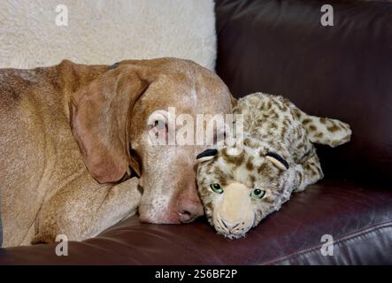 Älterer männlicher ungarischer Vizsla-Hund, der mit seinem Lieblingsspielzeug auf dem Sofa ruht Stockfoto