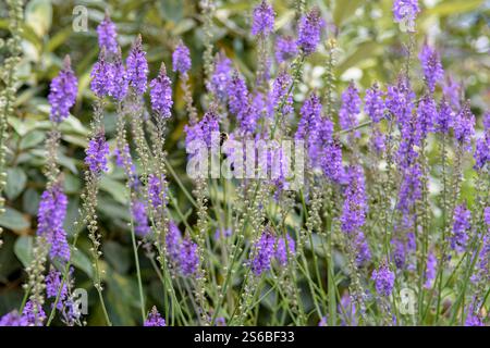 Purple Toadflax, auch Purple linaria genannt, eine Art von snapdragon, in voller Blüte im Sommer Stockfoto