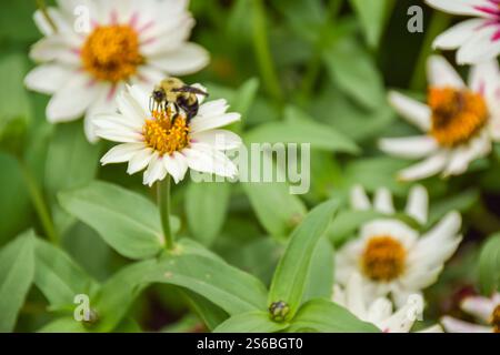 Hummel auf Blütenbestäubung Stockfoto